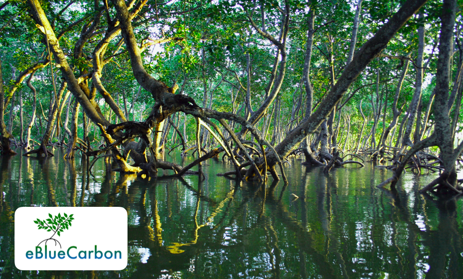 eBlueCarbon