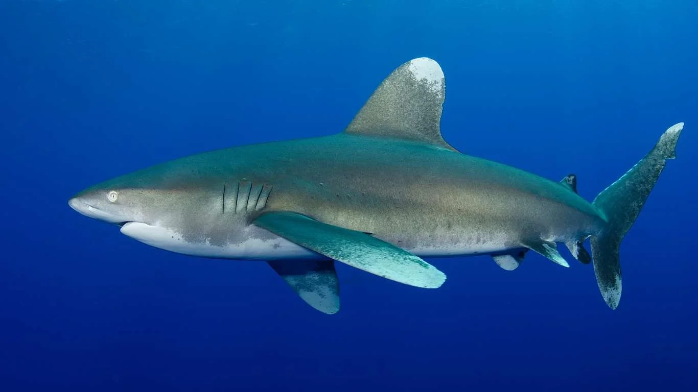 What are the Priorities for Shark and Ray Research and Conservation?