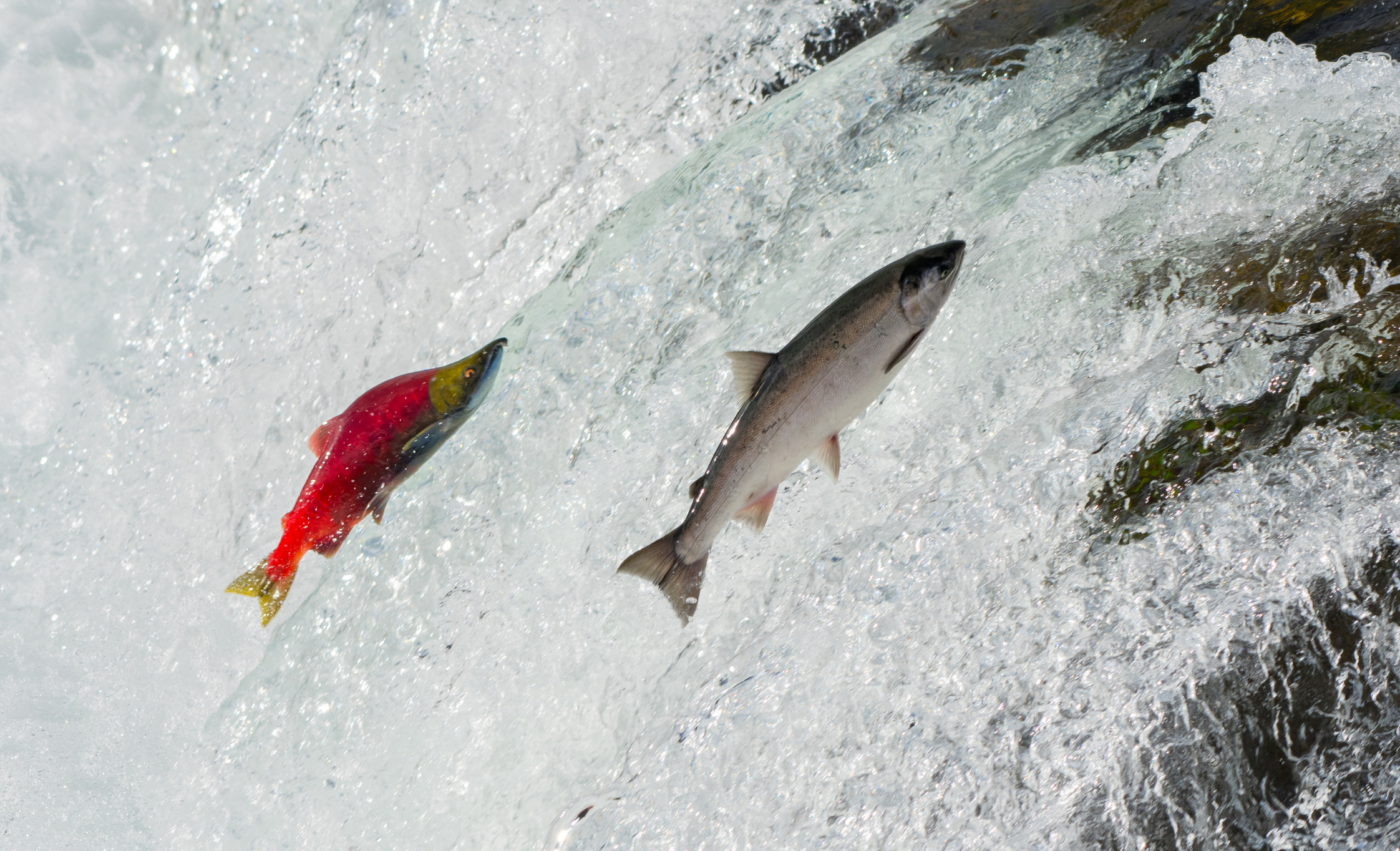 Bridging the divide in BC, Alaska salmon fisheries: A modernized ...