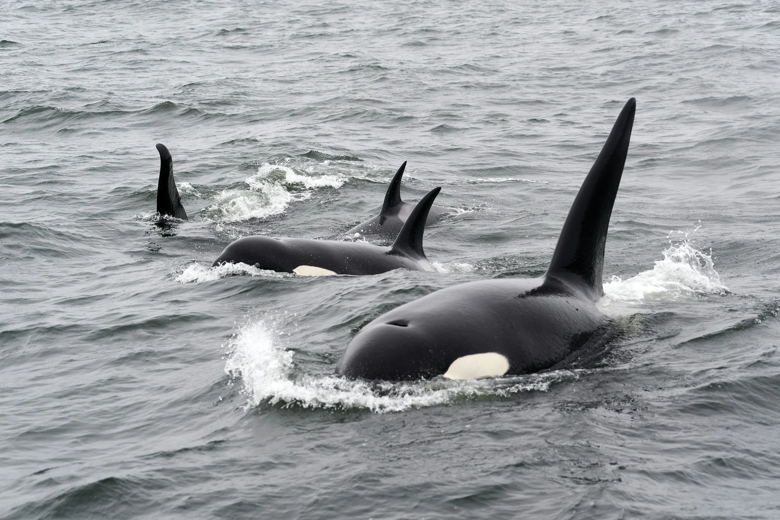 Three orcas swimming in the ocean with their dorsal fins visible above the water.