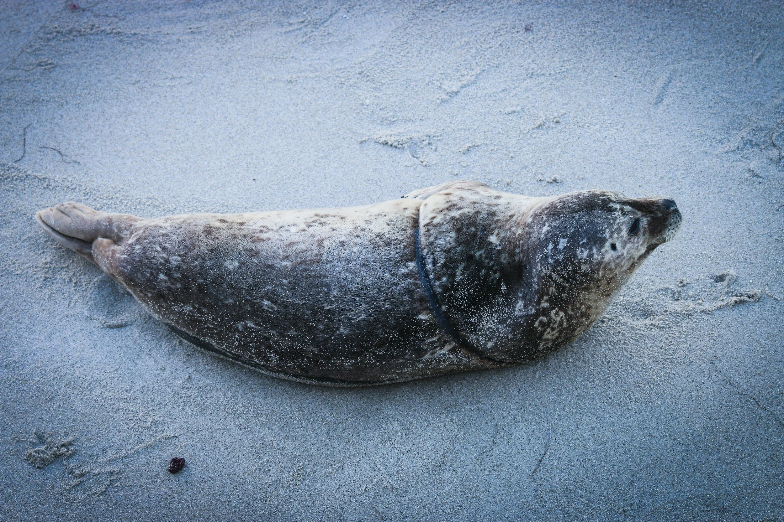 Sealed and dust-covered seal lying on the sandy beach.