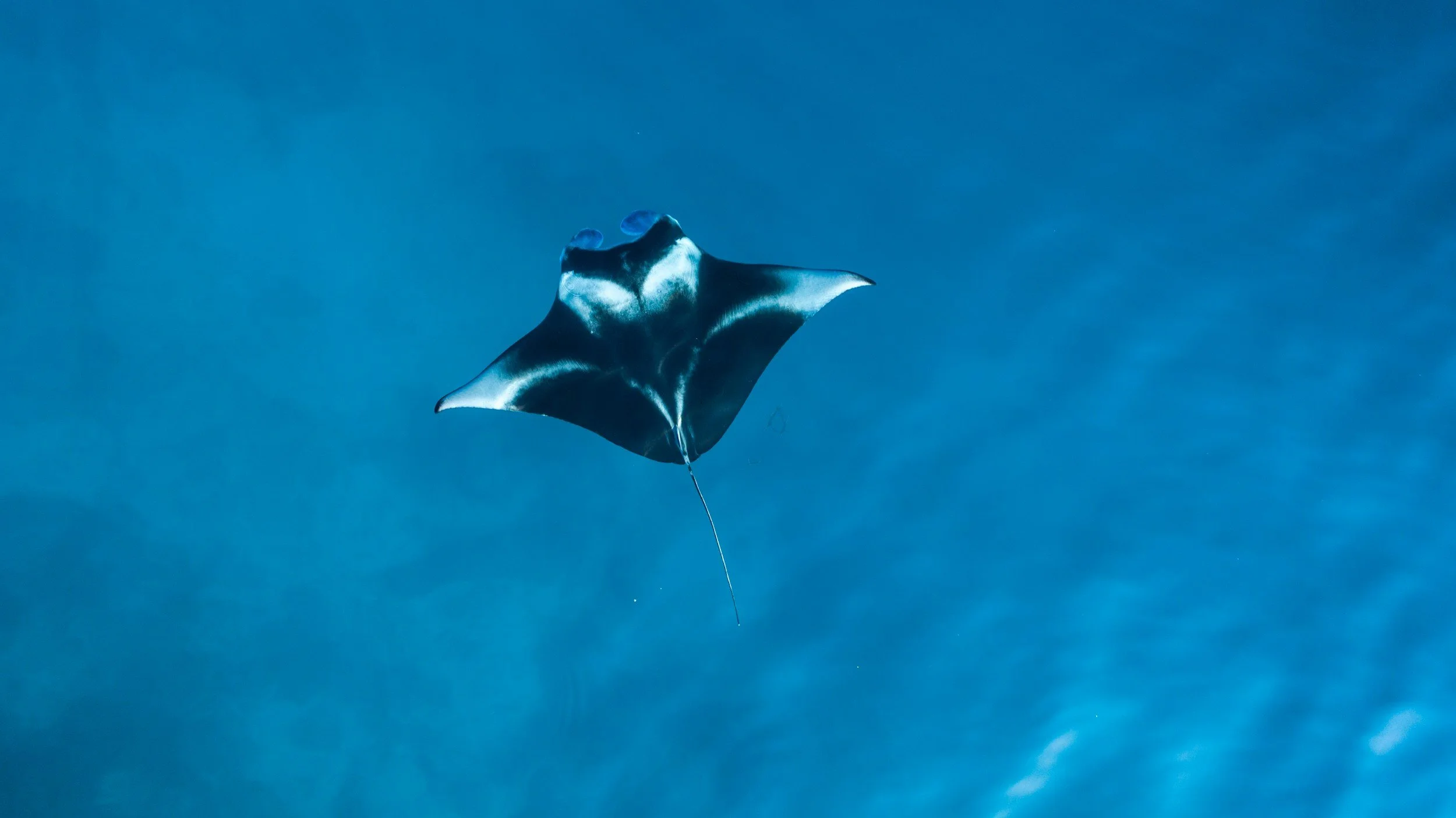 What’s Causing the Loss of Manta Ray Tourism? Evidence Points to Widespread Fishing Pressure and Weak Protection in Key Regions