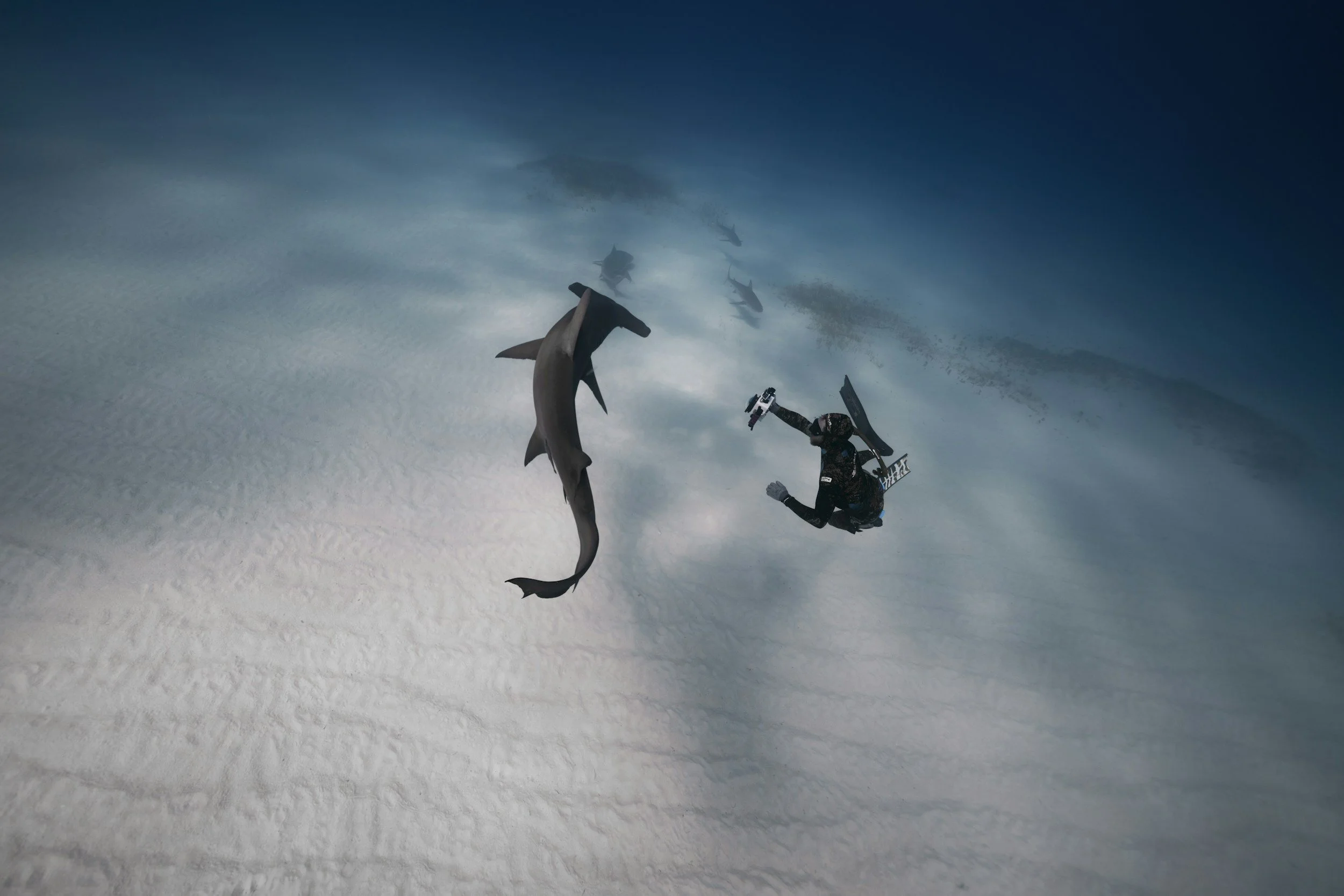 Are There Still Sharks on Caribbean Reefs?