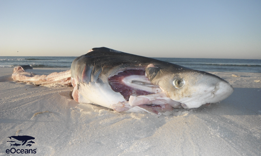 Two people working at a wooden table with laptops, pens, and papers, discussing a project or document.