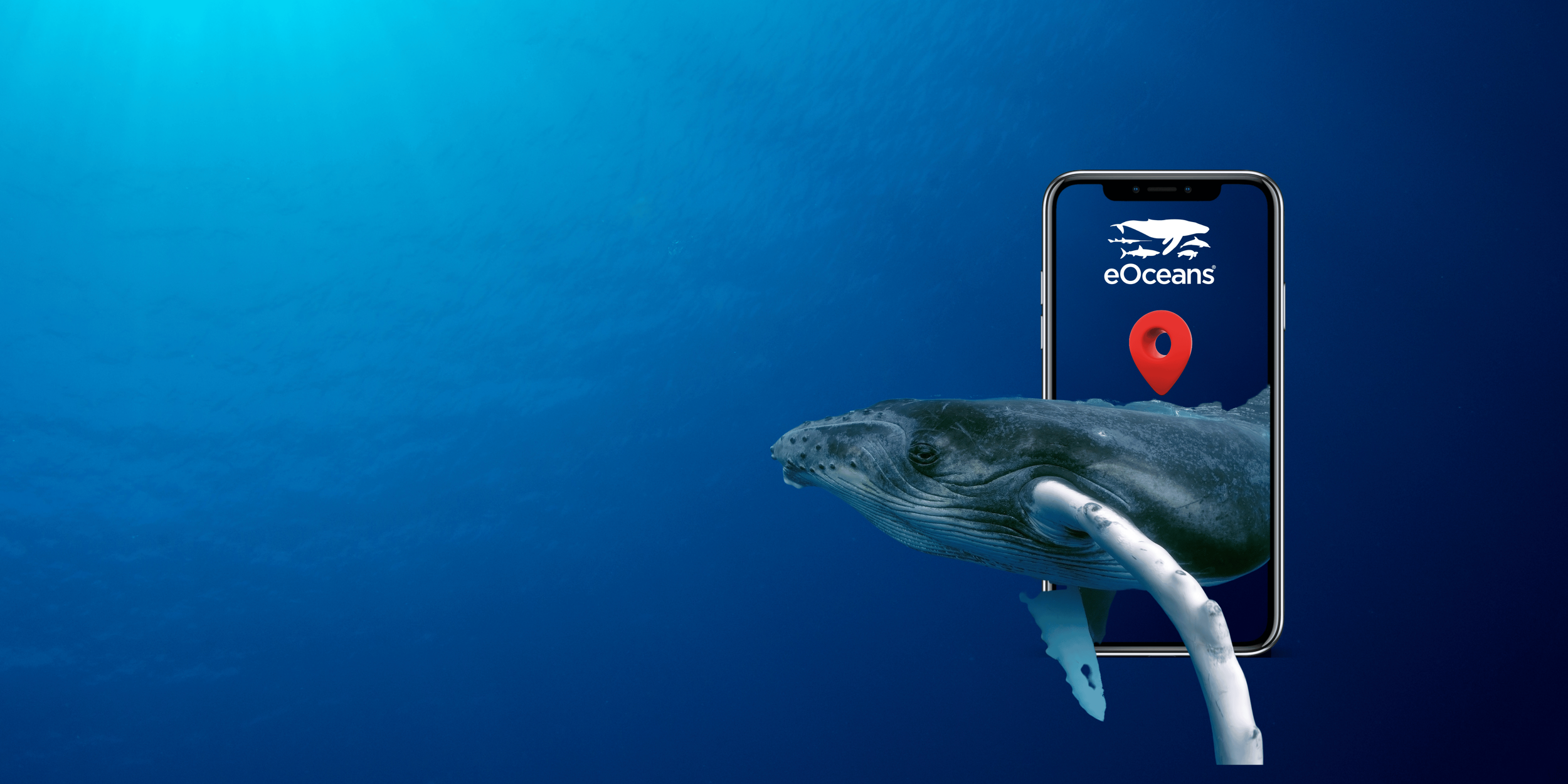 Whale with ocean in background in eOceans app.