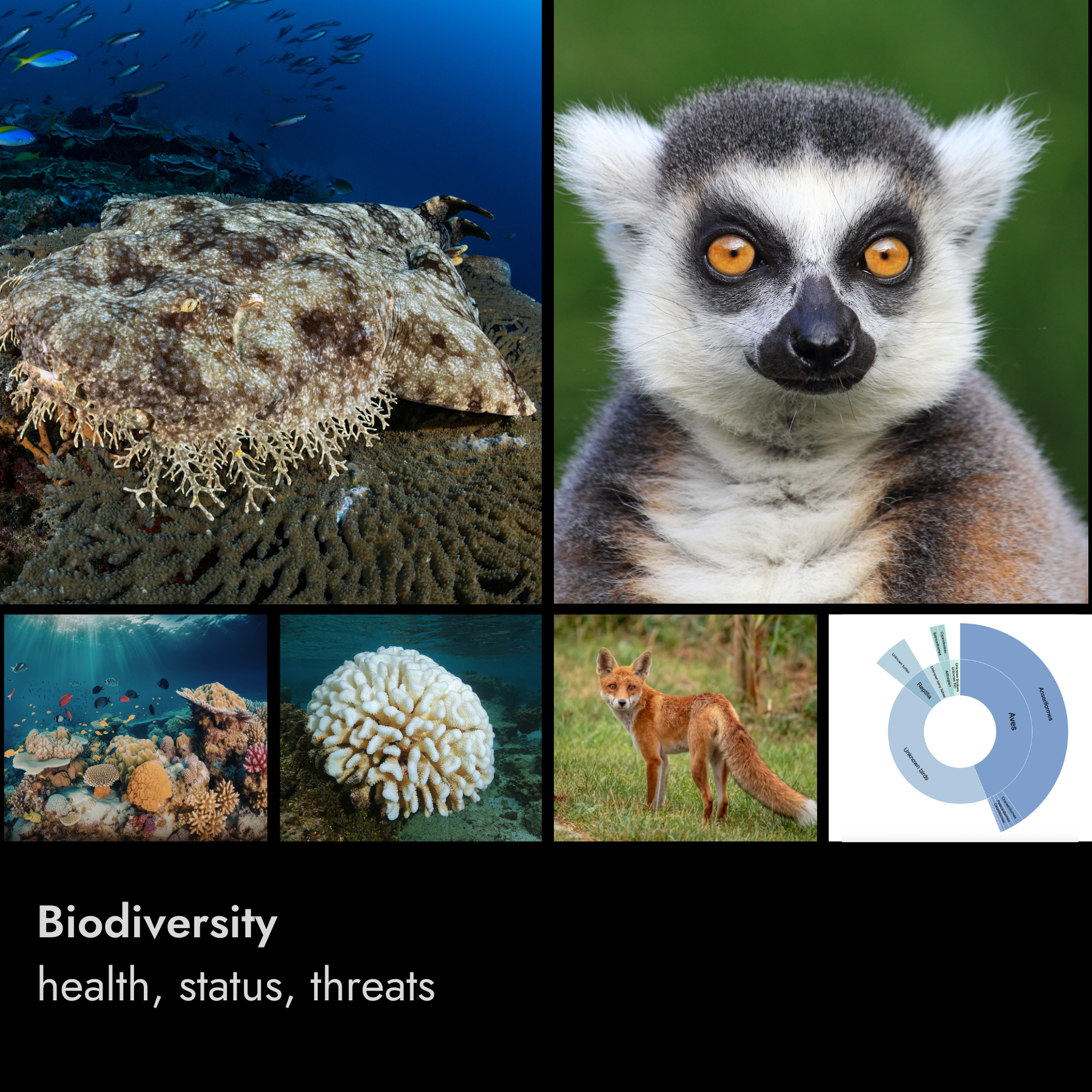 A collage of images related to biodiversity including a camouflage cuttlefish underwater, a close-up of a black-footed ferret, a colorful coral reef, a white coral, a fox in a grassy field, and a chart about biodiversity levels.