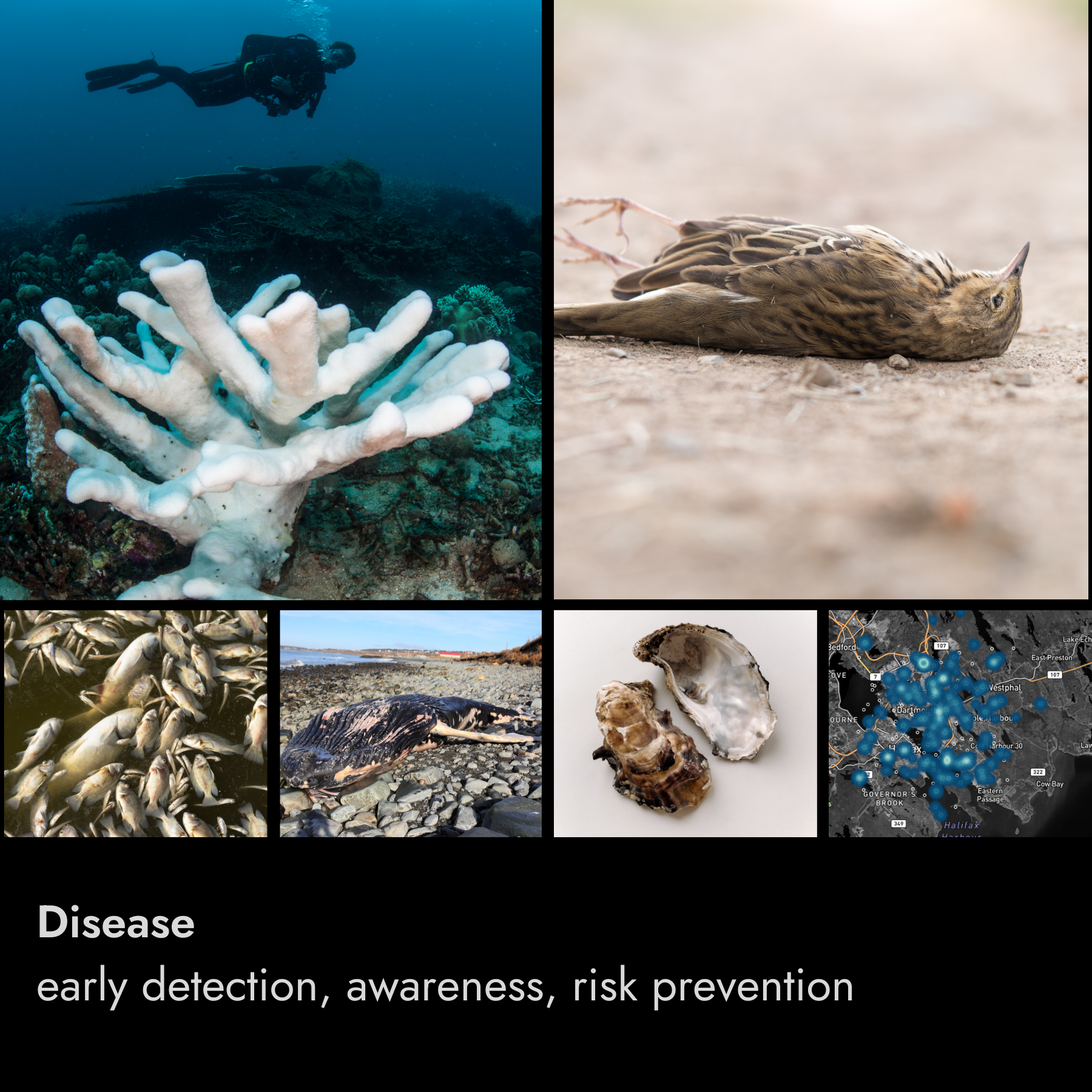 Collage of images related to disease prevention, including a diver examining coral, a dead bird on the ground, a school of fish, a dead fish on the shore, a clam shell, and a map with blue data points.