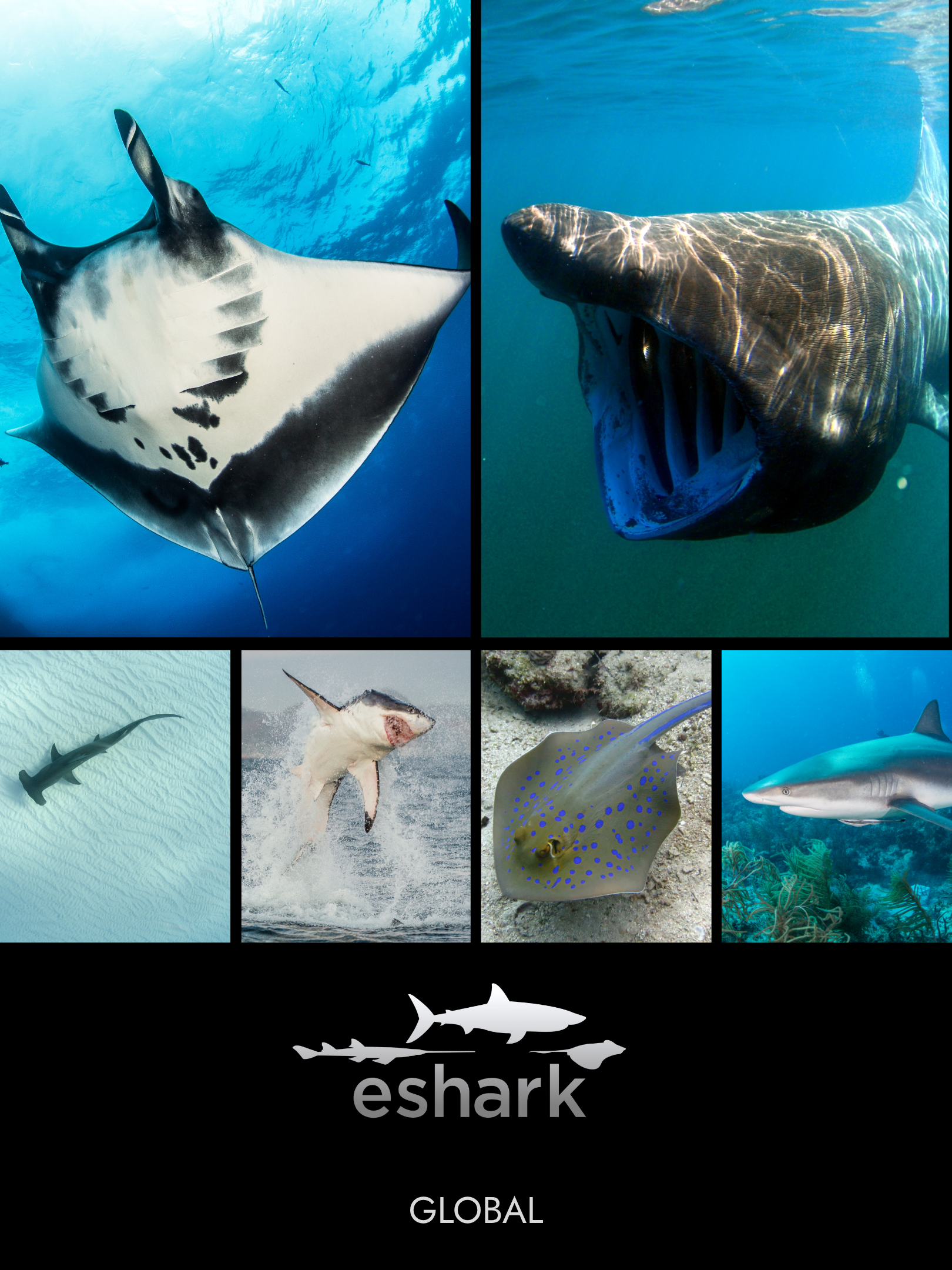 Collage of various sharks in the ocean with the eShark logo and the word 'GLOBAL' beneath.