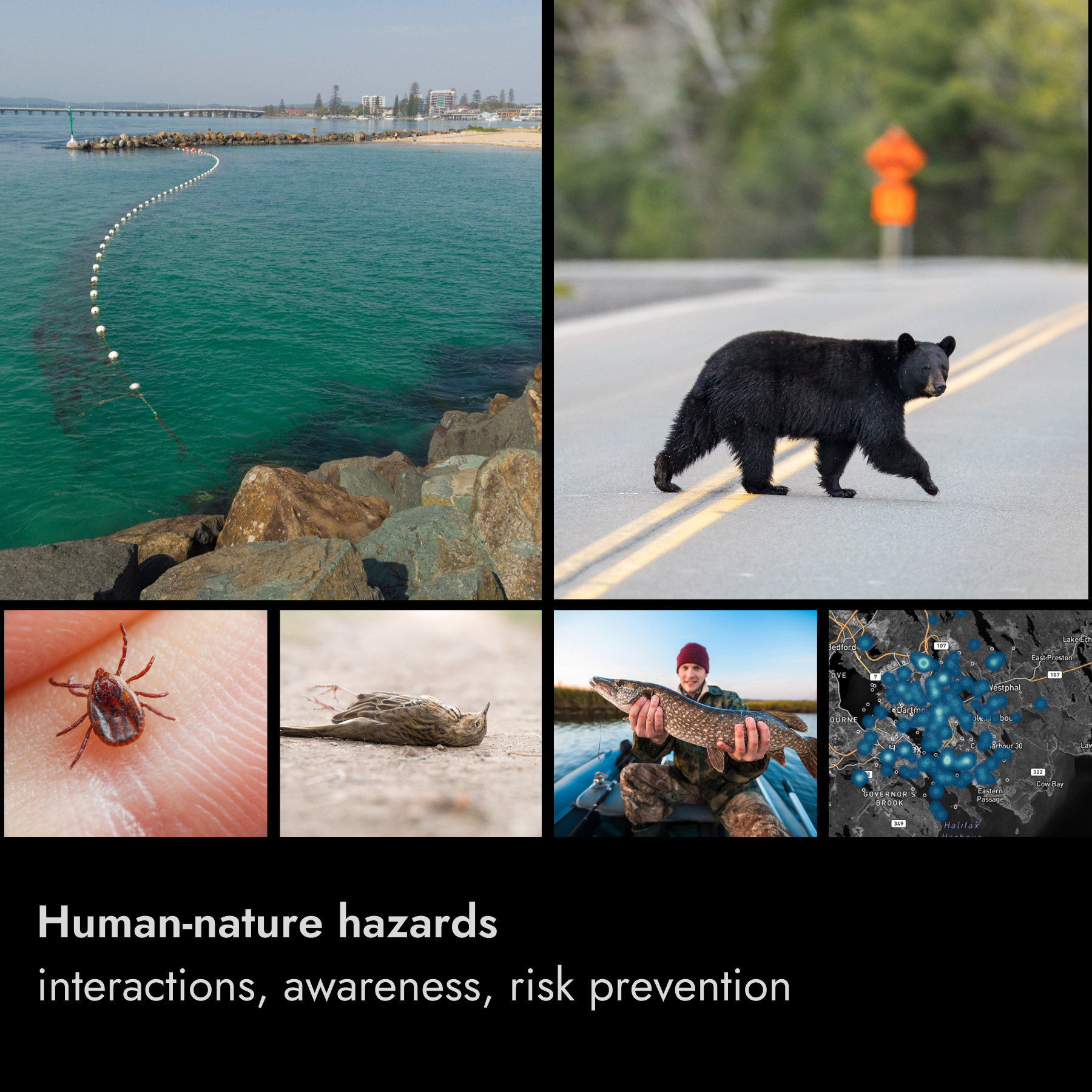 A collage of images showing human-nature hazards: a buoy line in the water at a harbor, a bear crossing a road, a tick on skin, a dead bird, a person holding a fish, and a map with blue markers. The text reads: "Human-nature hazards, interactions, awareness, risk prevention."