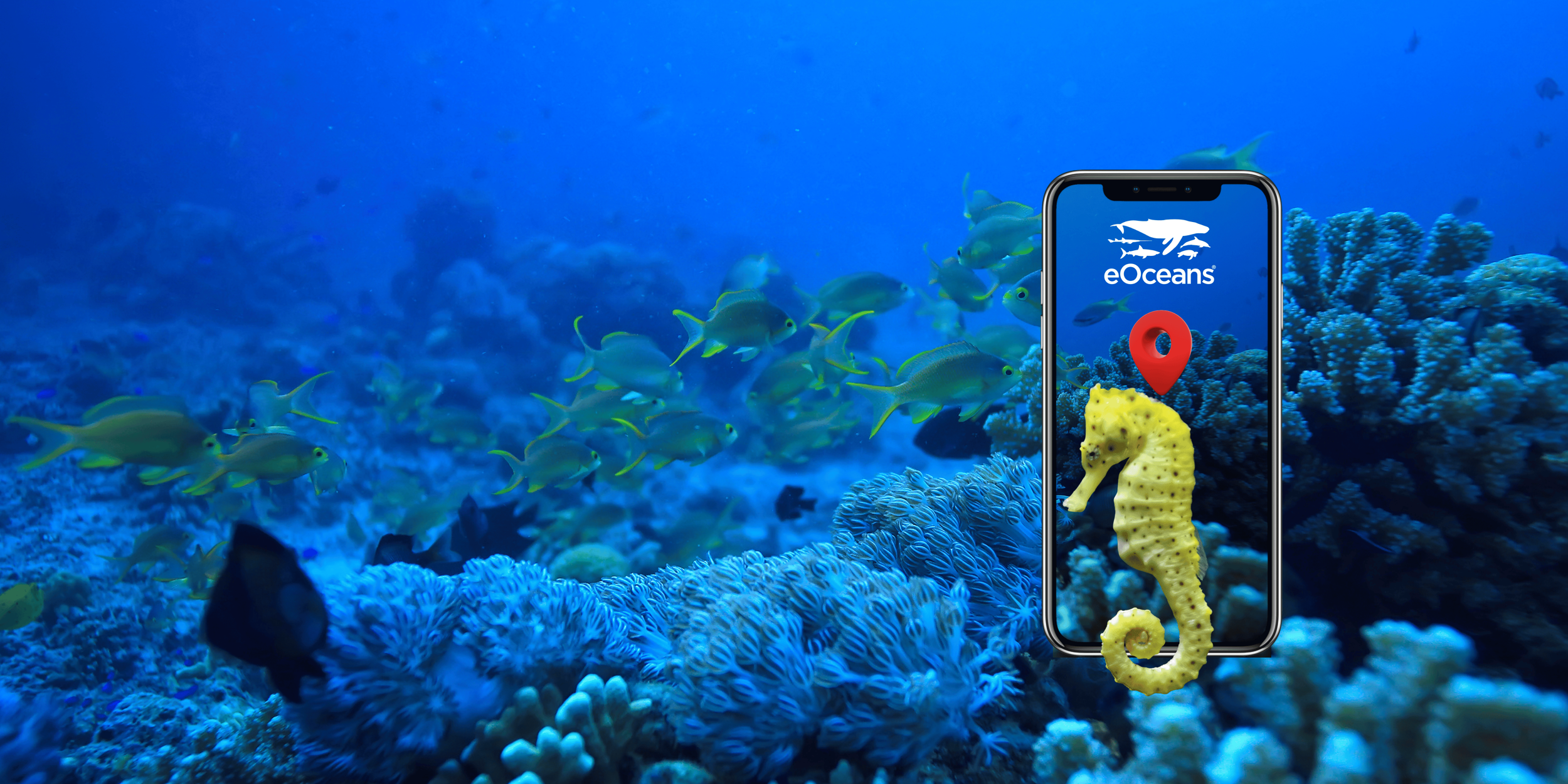 Seahorse with ocean in background in eOceans app.
