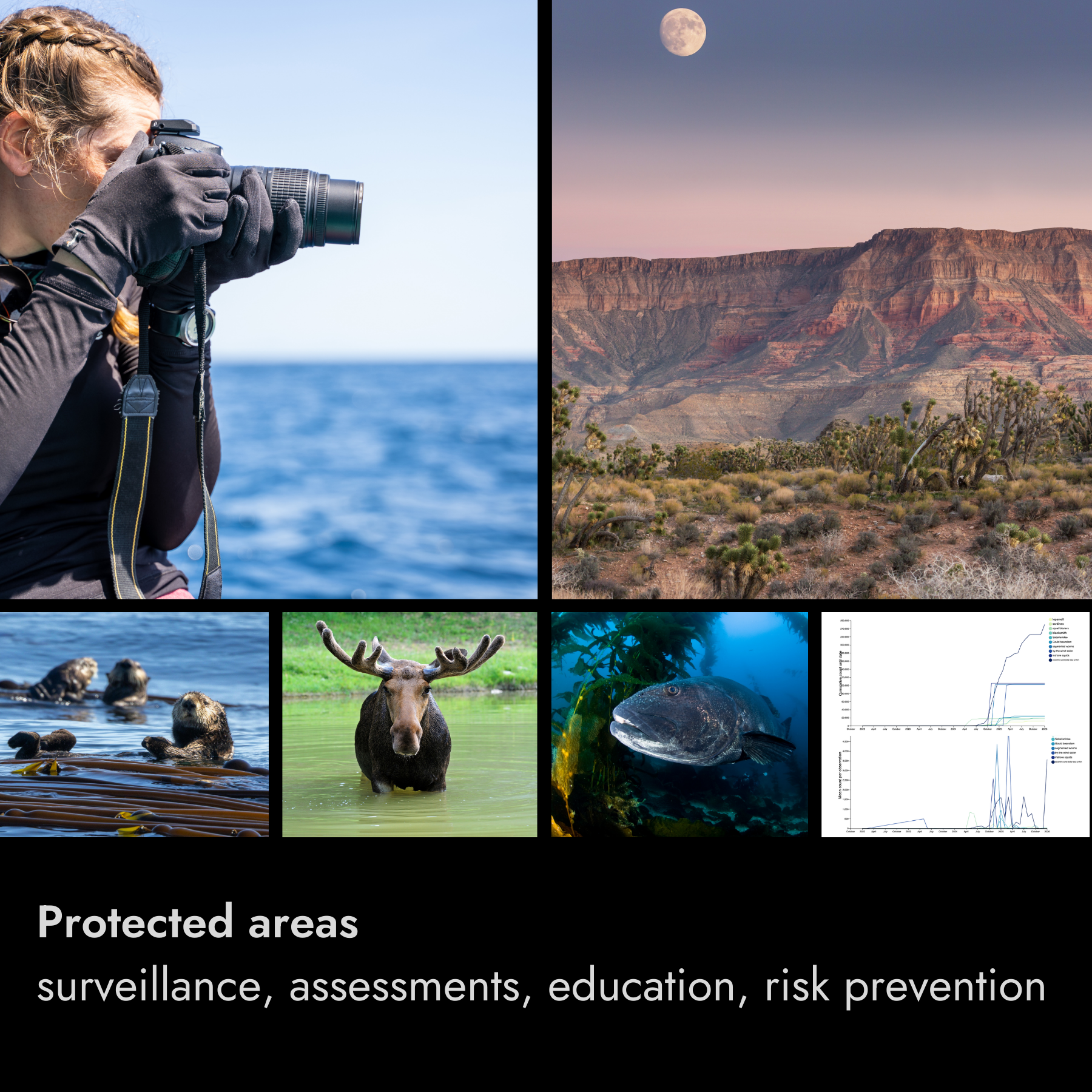 Collage of images depicting outdoor nature and wildlife activities, including a person taking photographs at sea, a mountain landscape at sunset, seals swimming near seaweed, a moose in water, a fish underwater among seaweed, and charts or graphs. Text overlay reads: "Protected areas, surveillance, assessments, education, risk prevention."