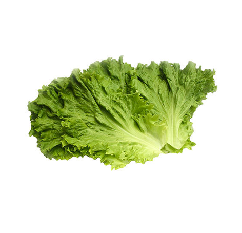 Lettuce_Green Leaf Fillet.png