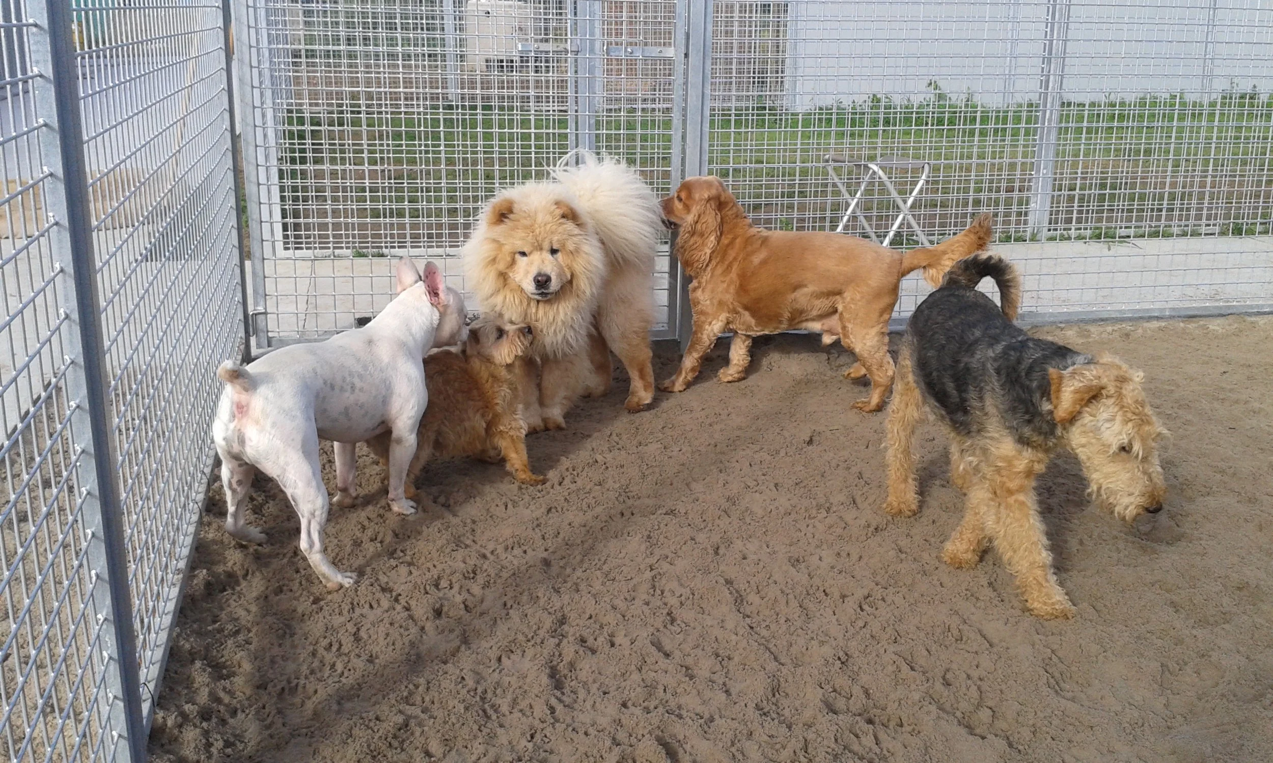 honden samen.jpg