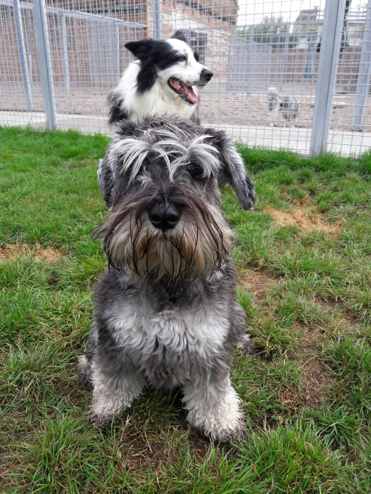 Hondjes samen 1.jpg