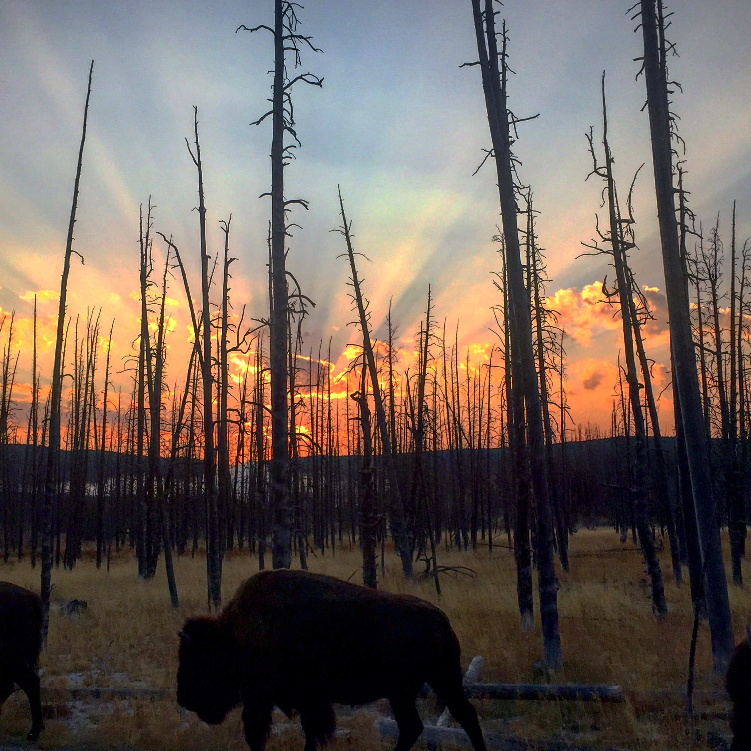 <3 Lake Geyser Basin 2015