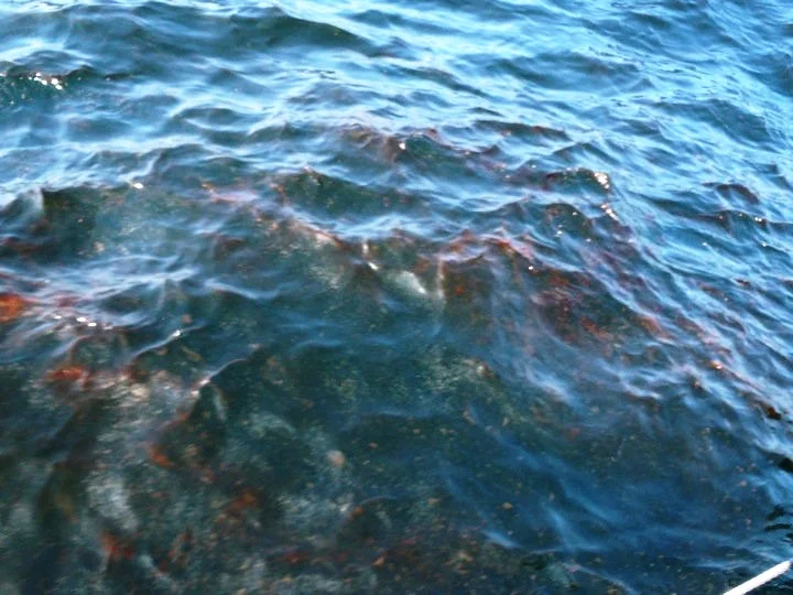 GoM_OilSpill_4.jpg