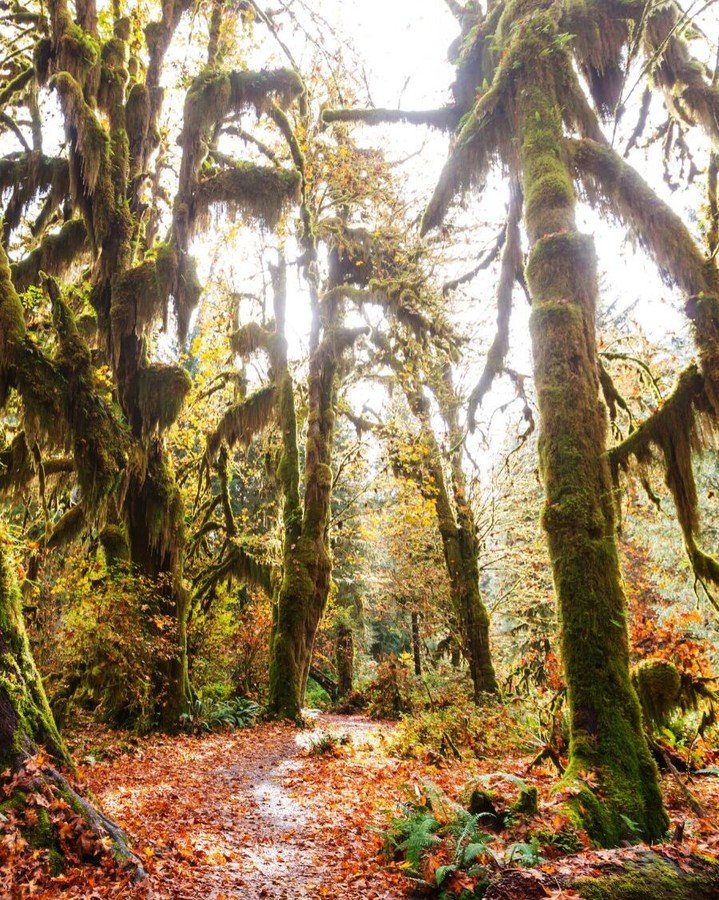 Happy World Rainforest Day! You don't have to travel far to visit a rainforest. Explore natural beauty at the Hoh Rainforest in Washington 🌲🌧️. #TravelBetter #NationalRainforestDay #Rainforest #Washington