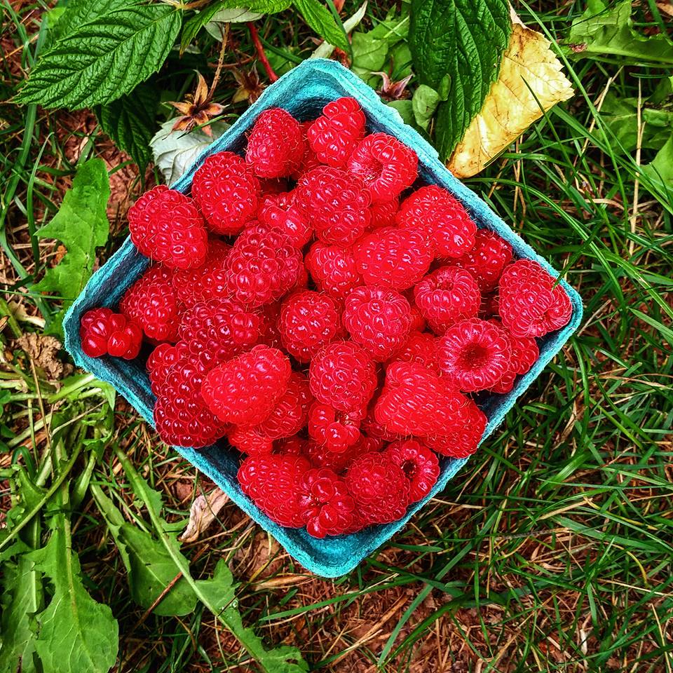 raspberry.jpg