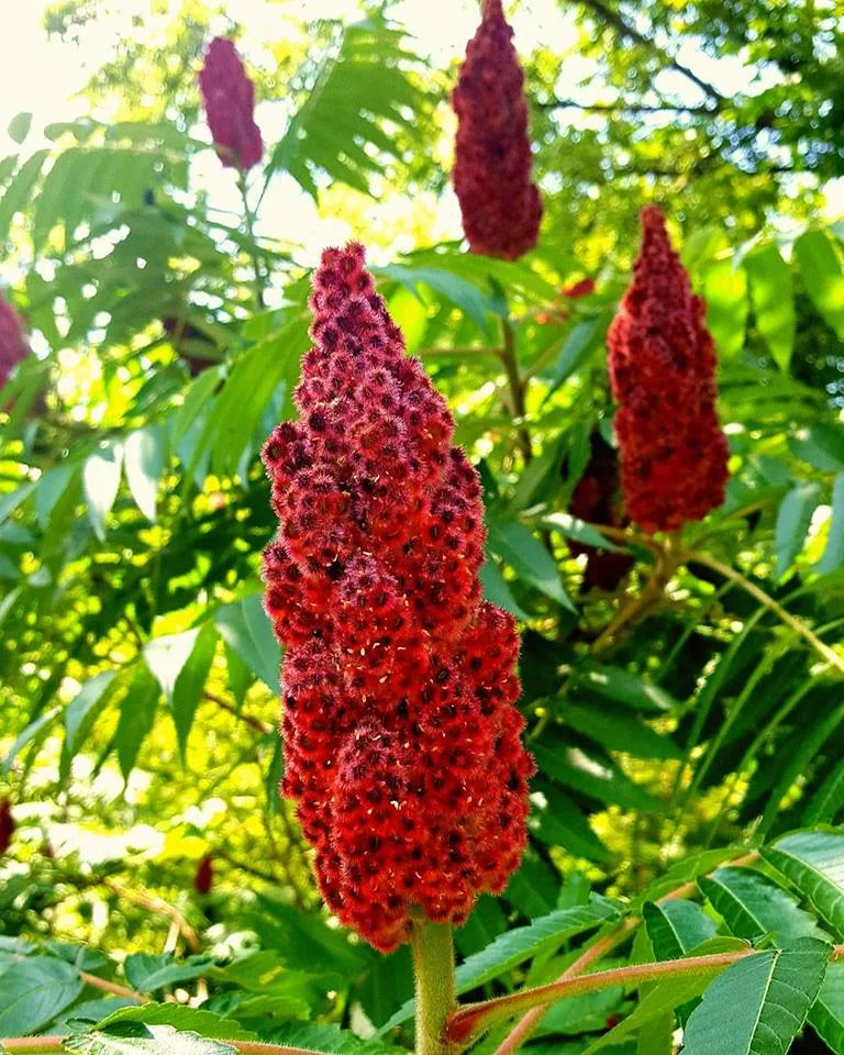  Sumac tree, Woodville, Nova Scotia, 2016