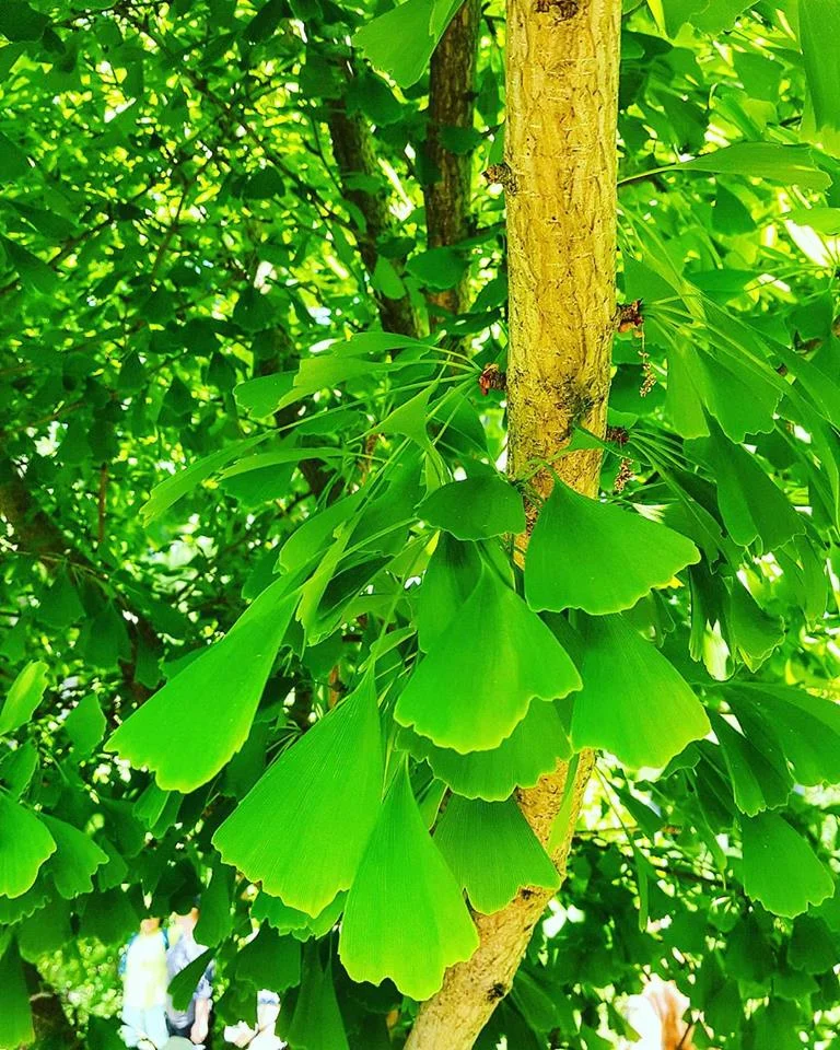 Maidenhair tree - Ginkgo leaves starting to change from vibrant green to a lighter yellow - Toronto September 2016