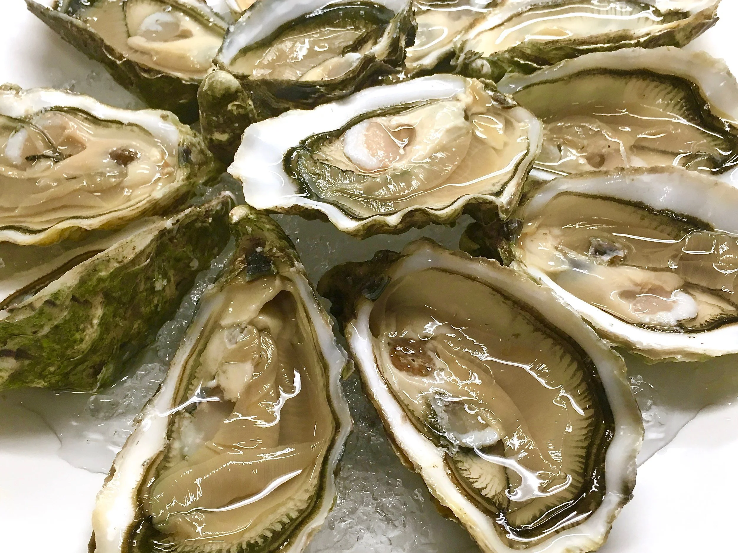 Rock oysters