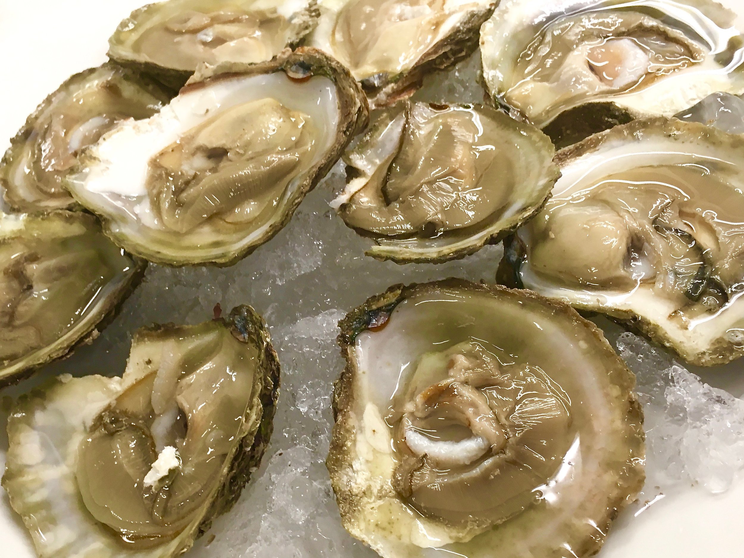 Oysters native to British shores