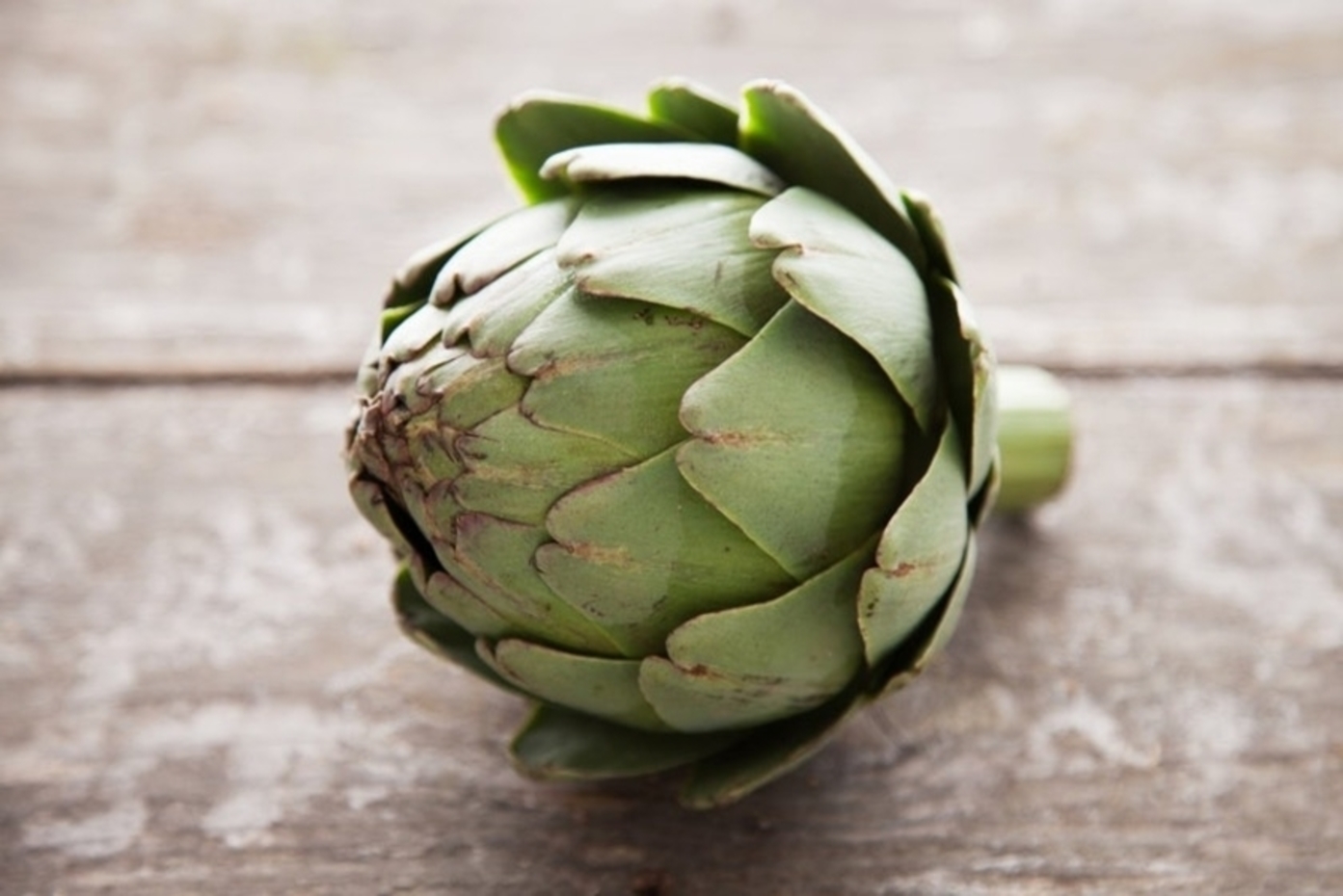 Globe artichoke