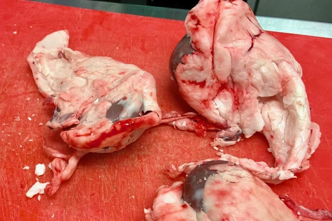 Lamb kidneys with their fatty protection