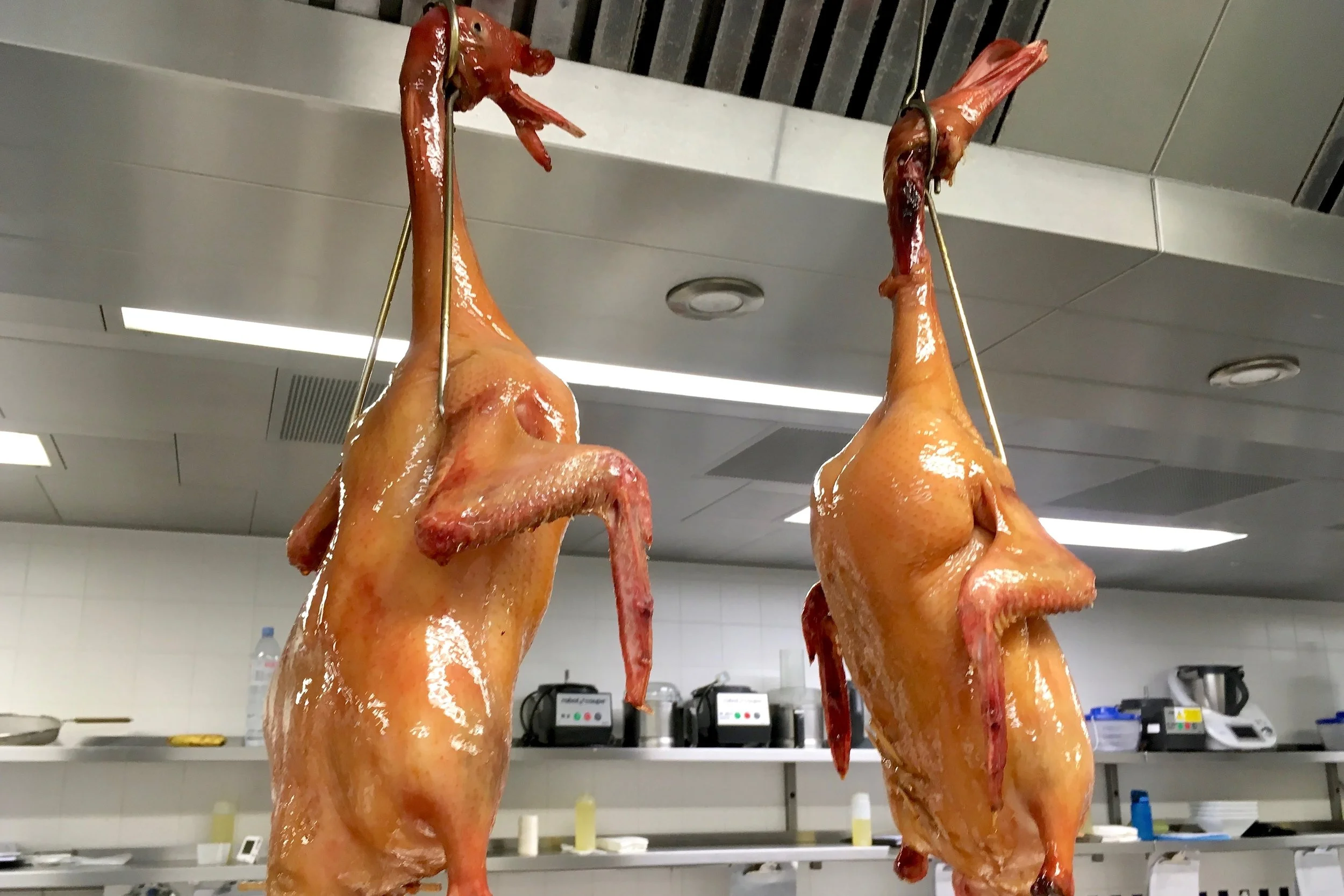 Finished glazing. Shiny Peking ducks ready for cooking