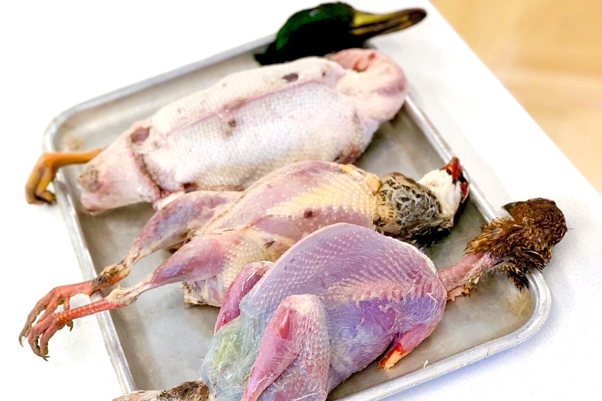 Grouse, red-legged partridge and mallard