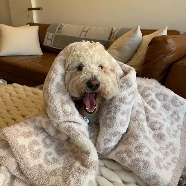 He has claimed the new blanket.