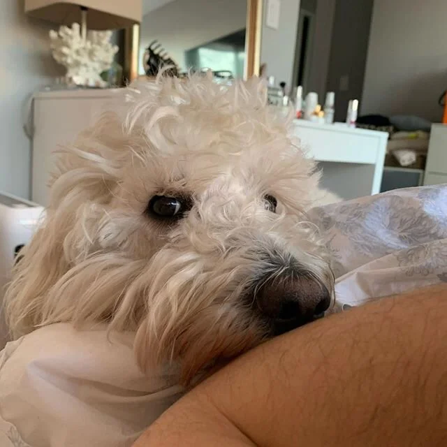 A cold nose on your elbow is the best alarm clock
