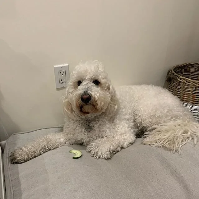 He's been guarding this cucumber all day. He kisses it when he thinks I'm after it.