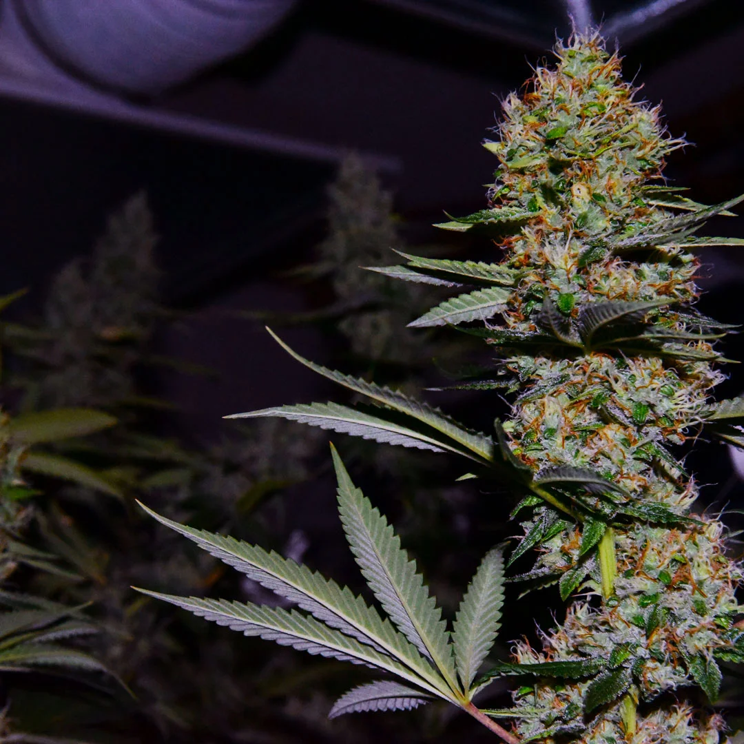 SandyBuds_WebSquare_DSC_1599.jpg