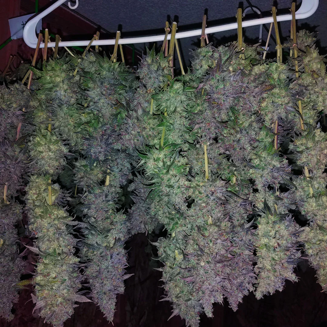 Purps_Hanger_WebSquare_20170911_145030-copy.jpg