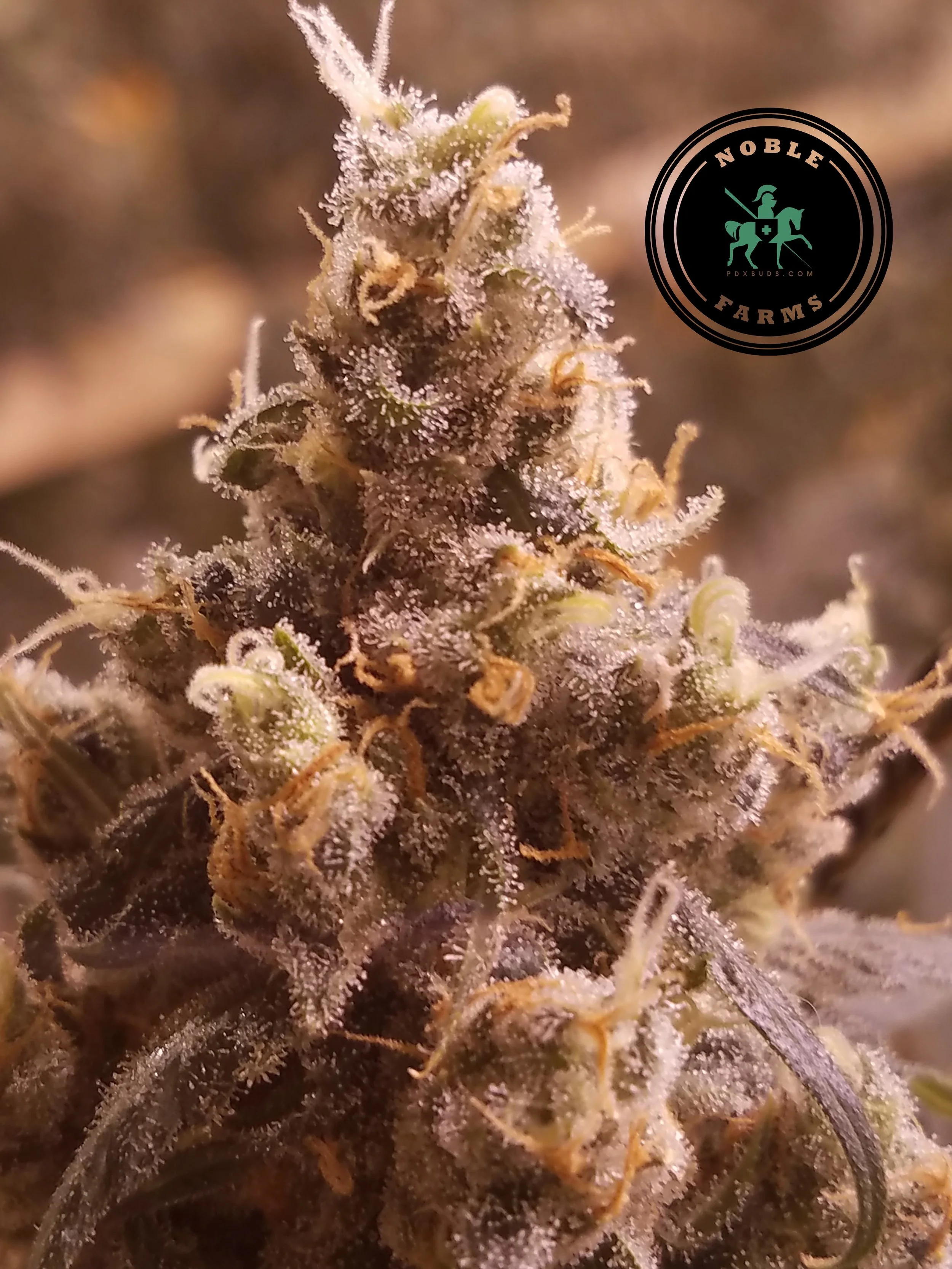 Jack Herer.jpg