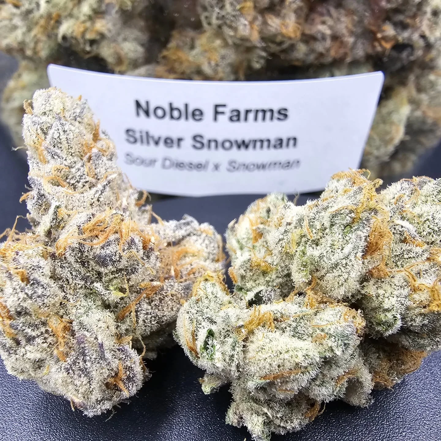27% Silver Snowman (Sour Diesel x Snowman)
Sativa Hybrid
Harvested 8.21.25
 gear by @reallycannarado