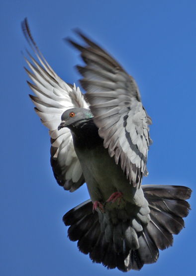 pigeonflight.jpg