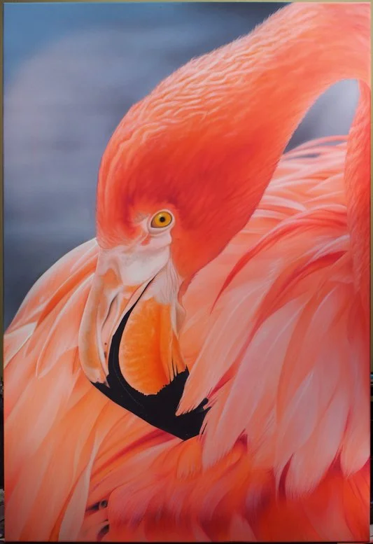 Close-up of a flamingo with pink feathers and a curved neck.