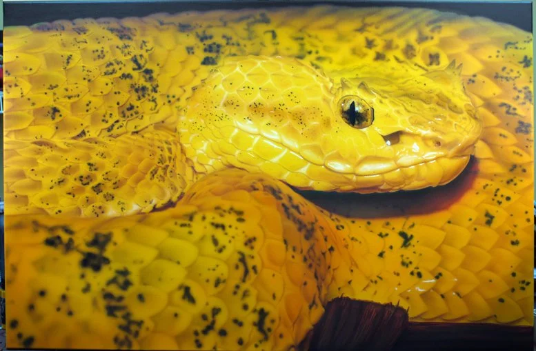 Close-up of a yellow snake with black markings, coiled and resting on yellow patterned surface.