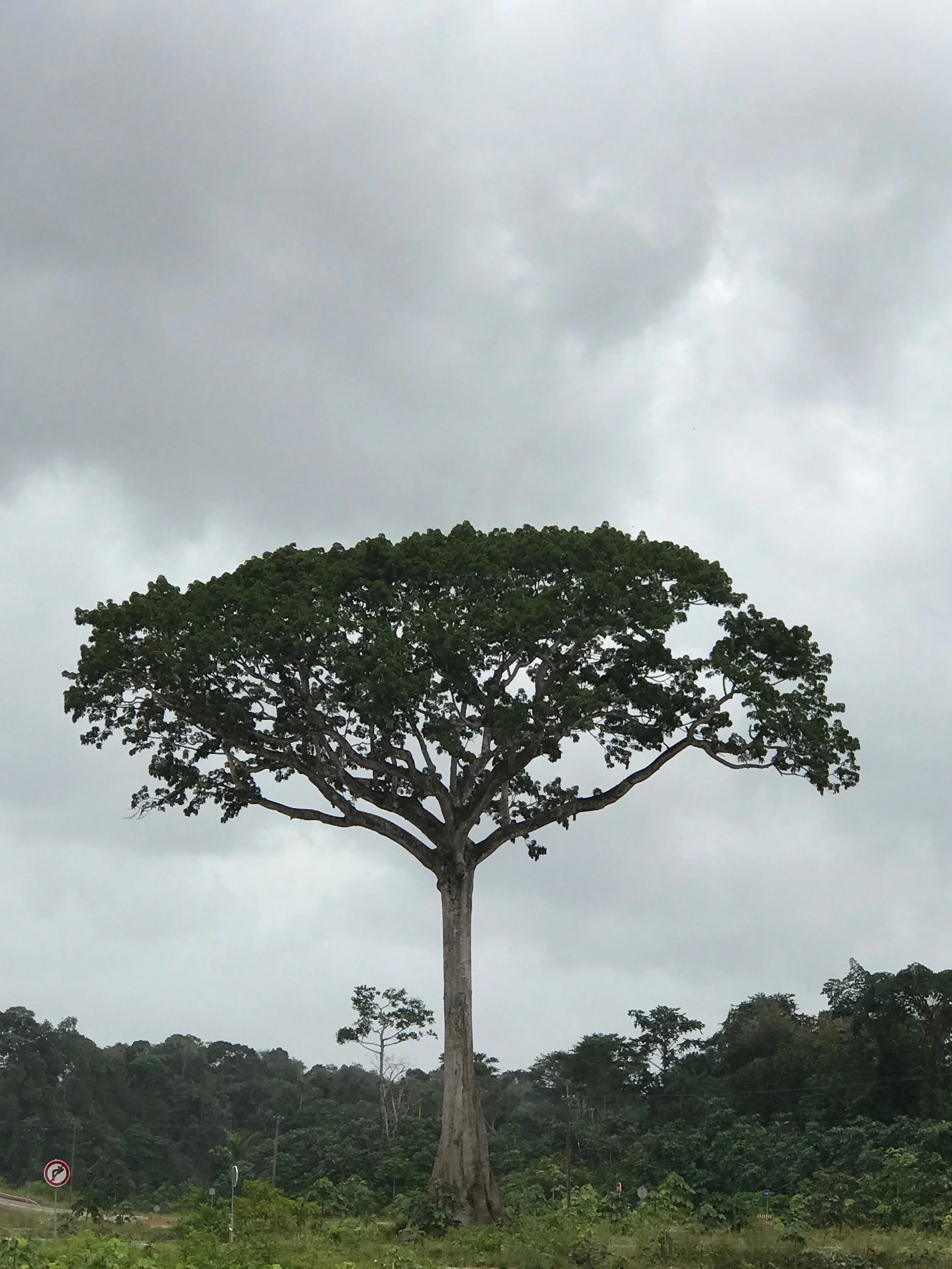 Ceiba