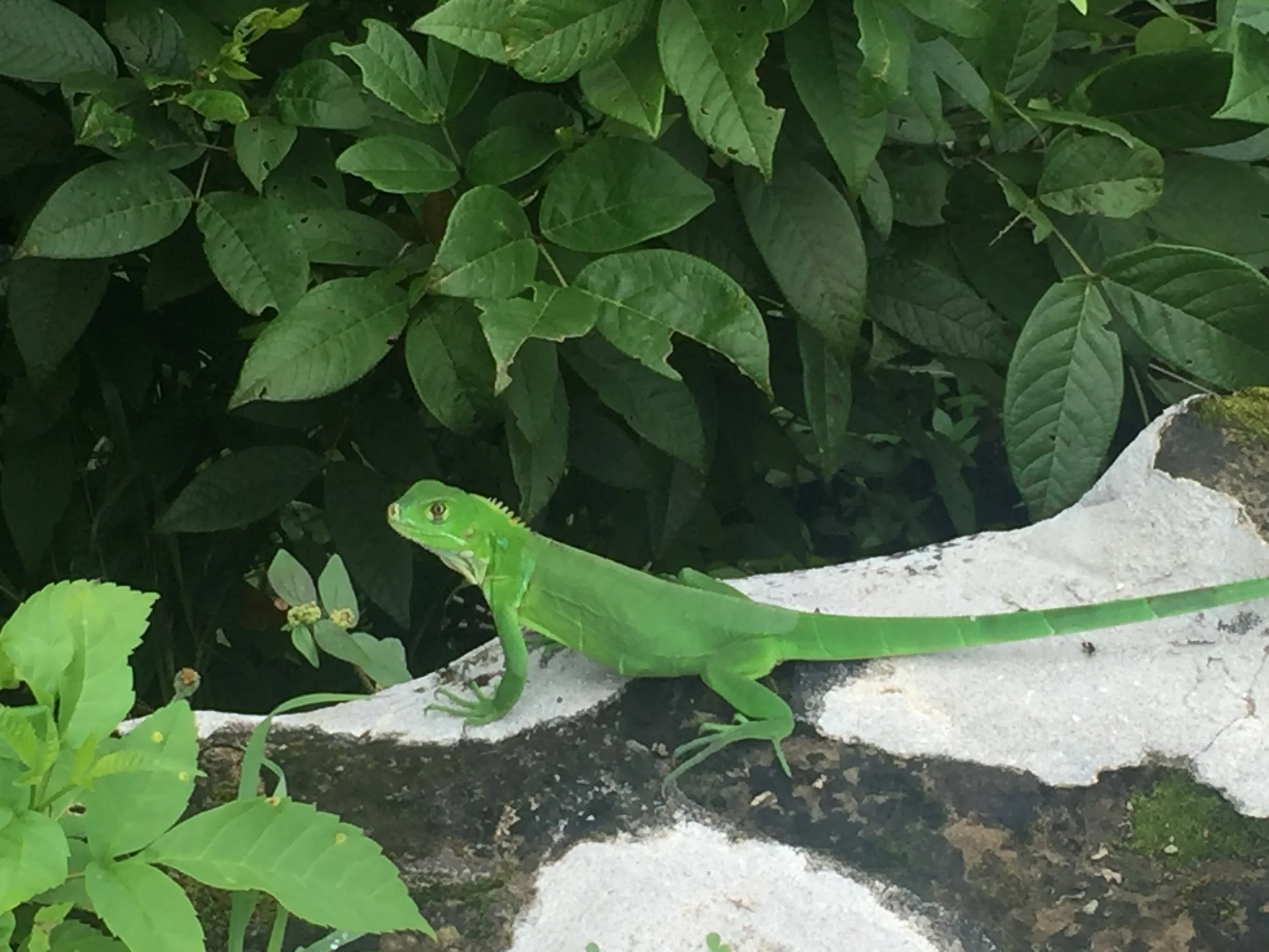 Local fauna in San Lorenzo