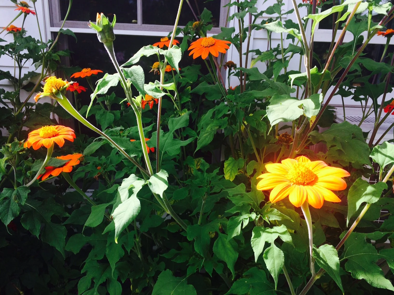 Torch Sunflowers 2017.jpg