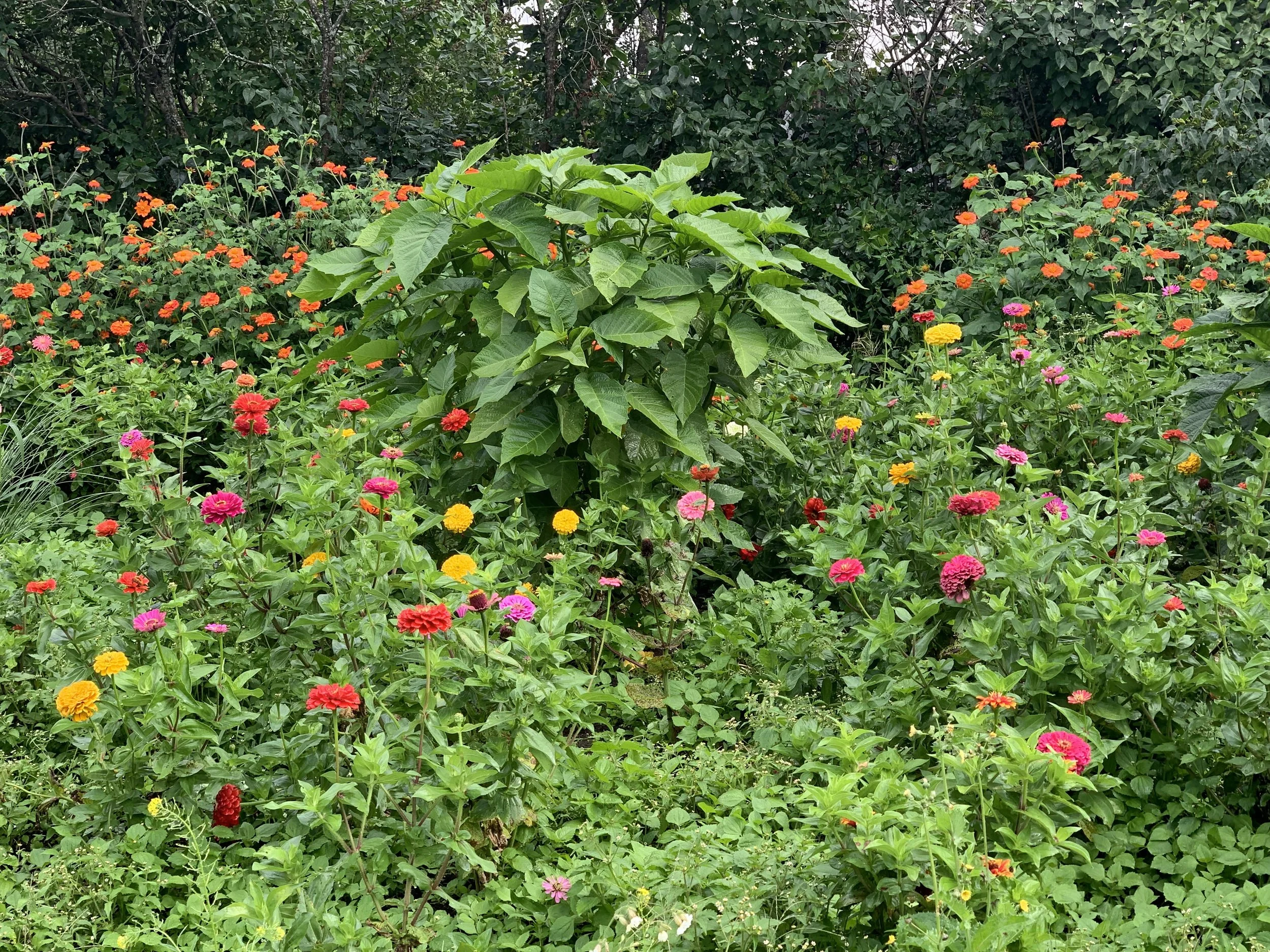 Zinnias and Torch 2022.jpeg