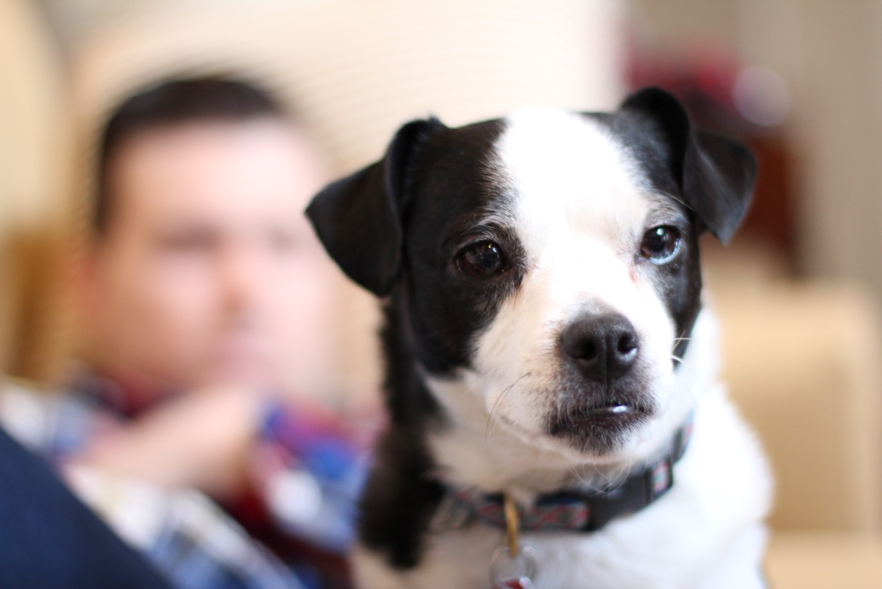 Dogs, Cats, and Twins. Oh My! How To Introduce Pets to Newborns