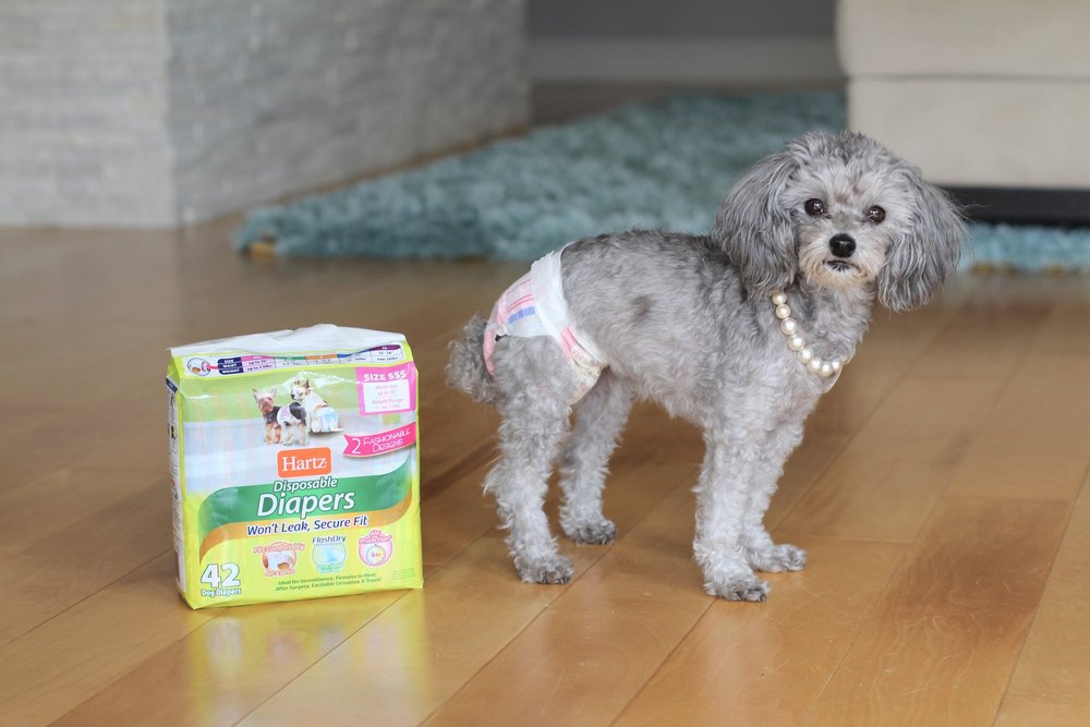 Are Dog Diapers Good for Potty Training: Essential Insights