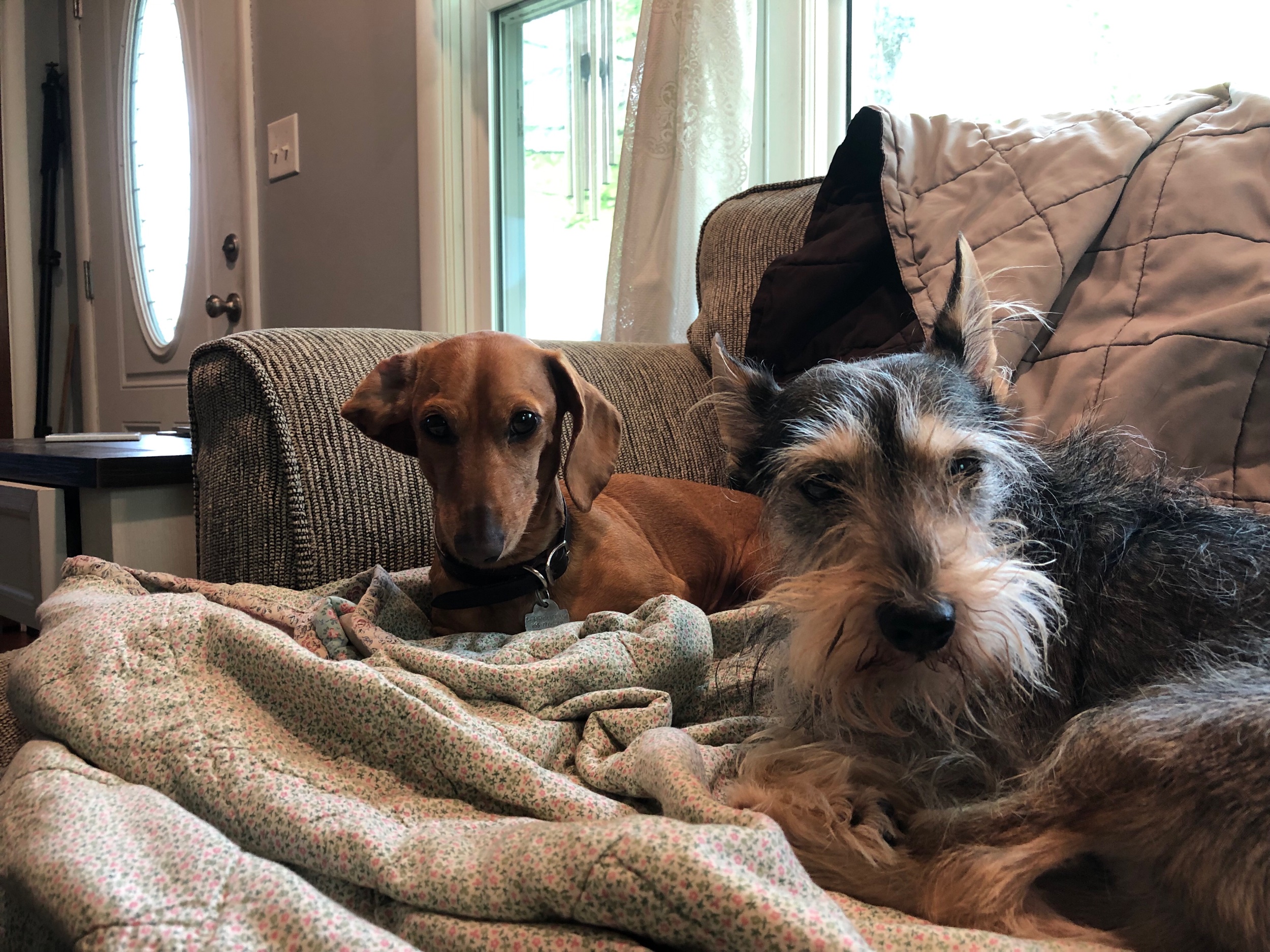Milo and his sister (Esme) don’t like thunderstorms.