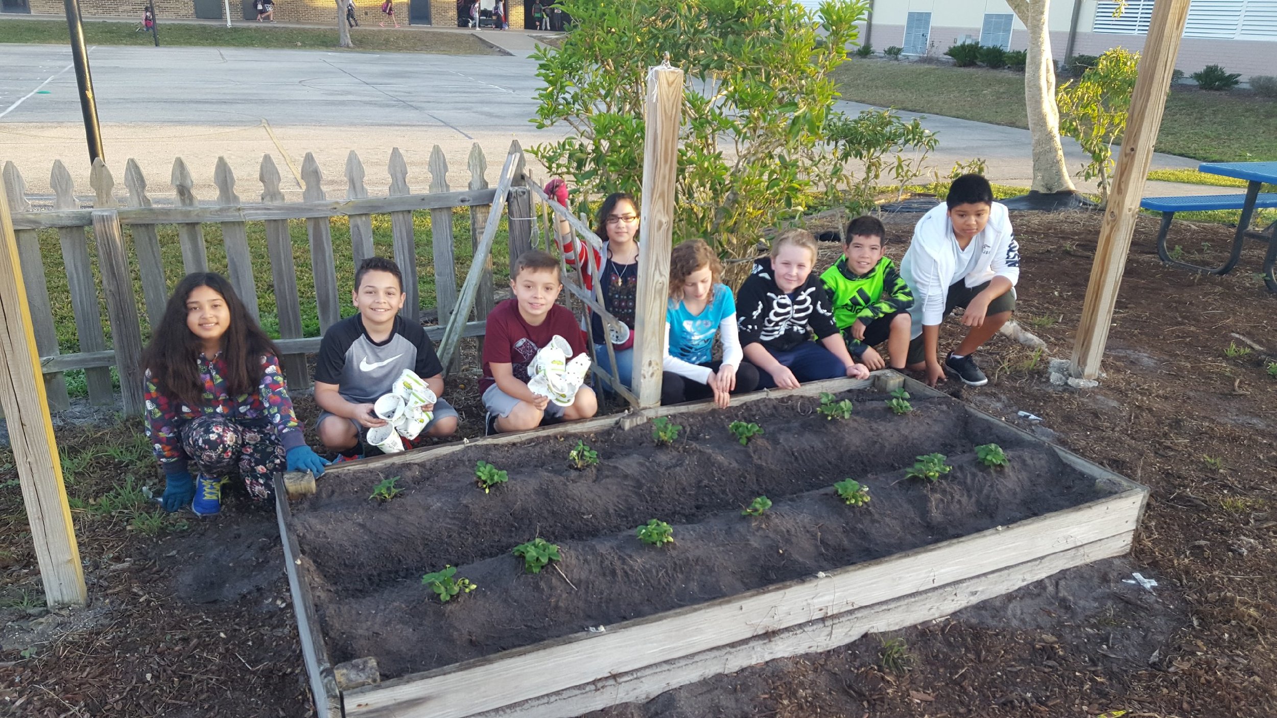 Strawberries have been planted!