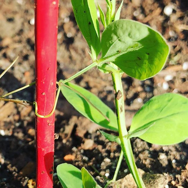 This Lathyrus odoratus (sweet pea) can grow to reach 6&rsquo; but not without support. We humans should take a lesson from plants.
.
.
.
.
.
#somatic #somaticpsychotherapy #ecopsychology #embodiedmetaphor#keeplearning #socialengagementsystem #ventral