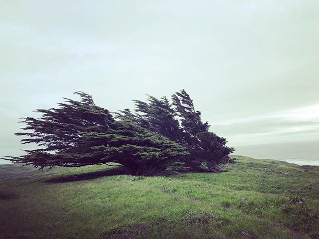 Somatic Psychotherapy supports you in recognizing the deeply embodied ways you have adjusted to your environment and in realizing that those strong coastal winds are no longer blowing. Organisms, and you, have a self-righting capacity. Embrace it. 
S